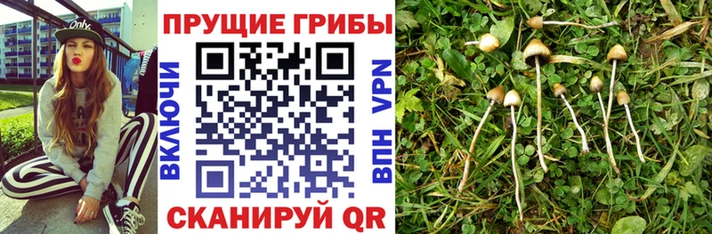 Псилоцибиновые грибы Cubensis Северобайкальск